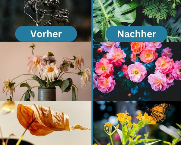 1+1 GRATIS | GrowBoost - Pflanzen umweltfreundlich wieder zum Leben erwecken! [Letzter Tag Rabatt]